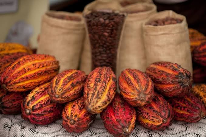 Caída del precio del cacao golpea a productores de todo el Valle del Monzón