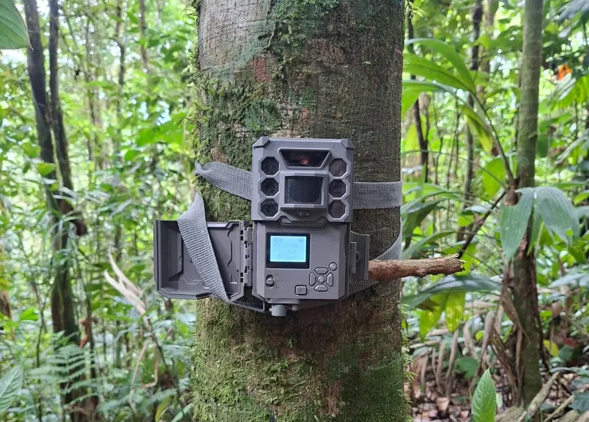Siete cámaras trampa monitorearán fauna en San Pedro de Chonta durante dos meses