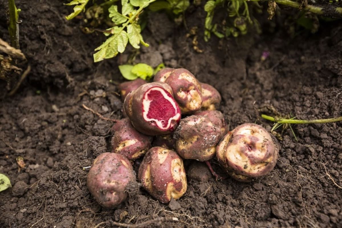 Producción de papa impulsa el crecimiento económico en Huánuco