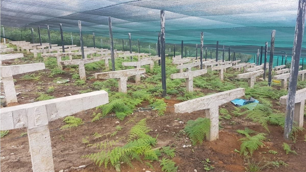 Pulgar admite irregularidades en proyecto de té verde y afirma que funcionarios serán sancionados