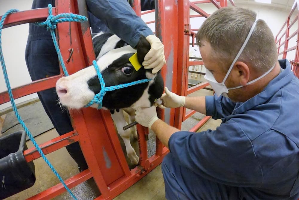 Estudio del CDC Revela Infecciones Asintomáticas de Gripe Aviar en Veterinarios de Lecherías