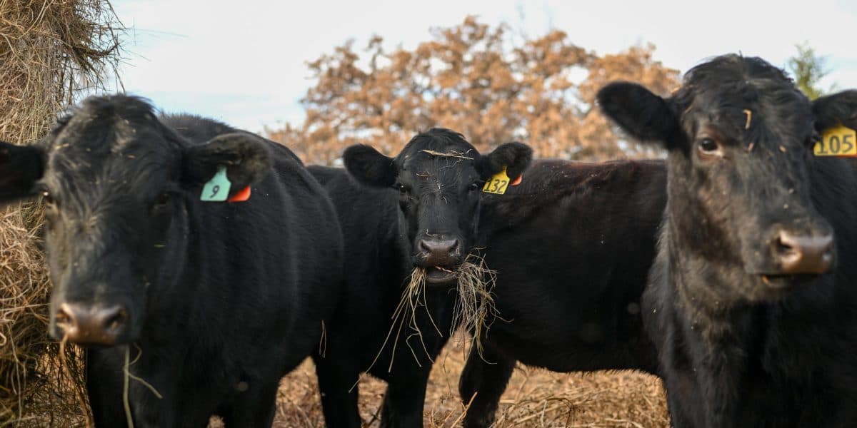 EE. UU.: Menos ganado dispara 15% el precio de la carne