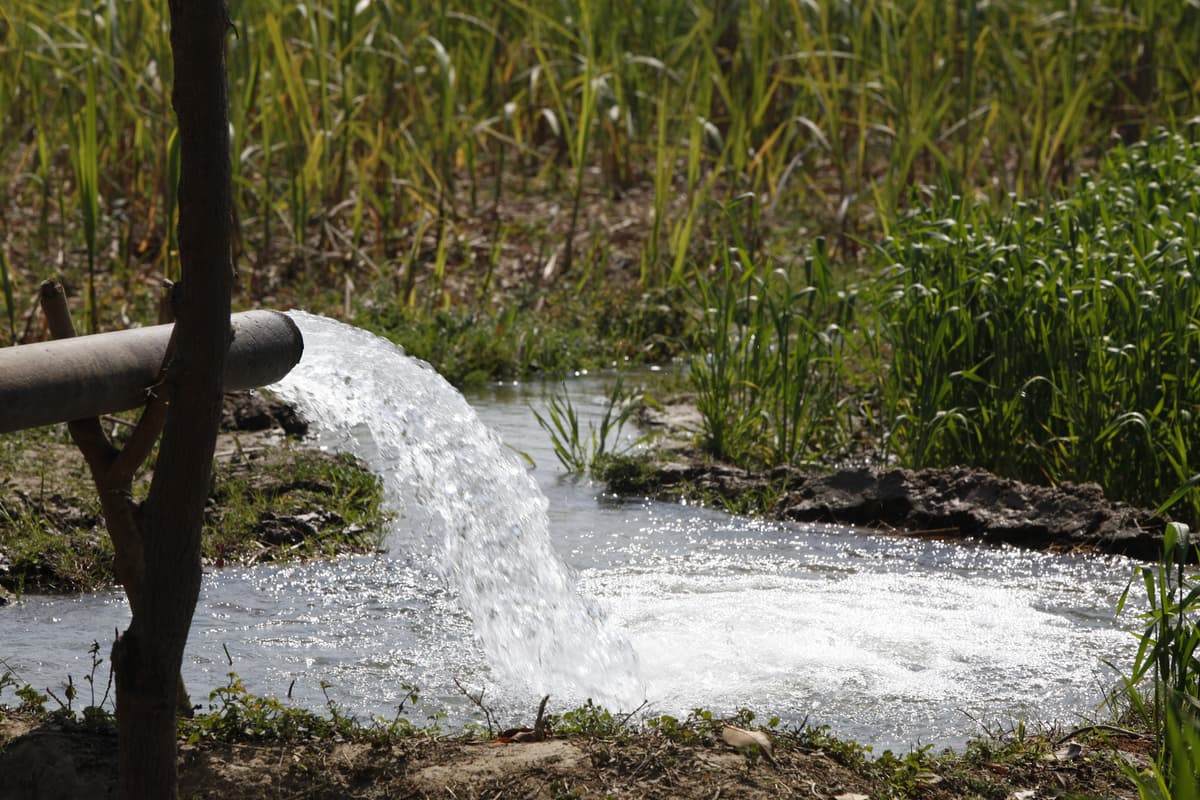 Fiscal ambiental advierte posible proliferación de bacteria Escherichia coli por descargas de aguas servidas en canal de regadío
