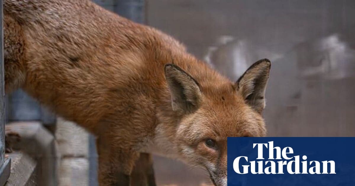 Zorro polizón británico cruza Atlántico, se instala en el Zoológico del Bronx