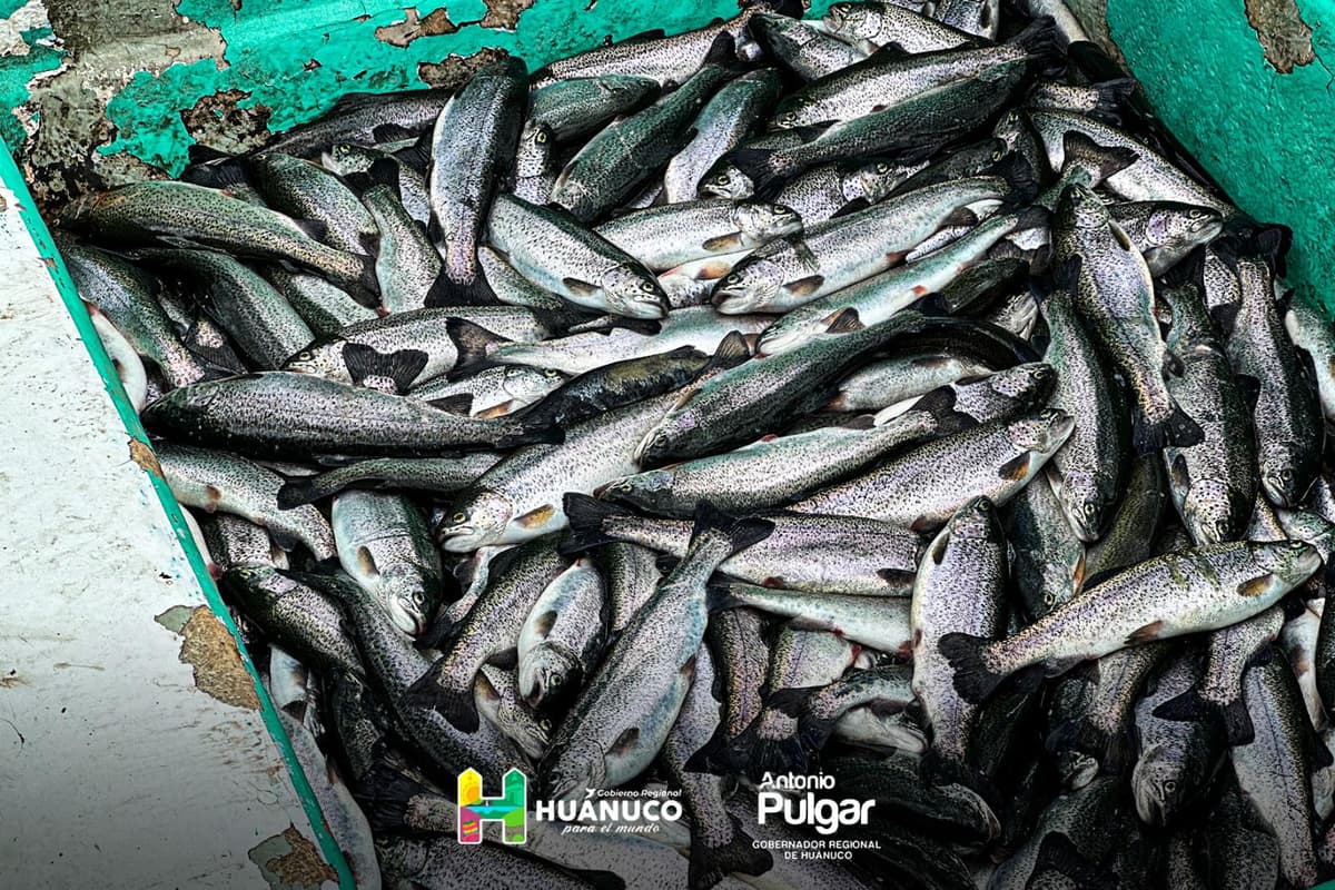 Huánuco recibe 10 tn de pescado al mes, pero alta demanda y trabas frenan distribución