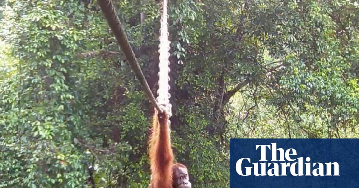 Primer cruce: Orangután de Sumatra usa puente dosel en carretera