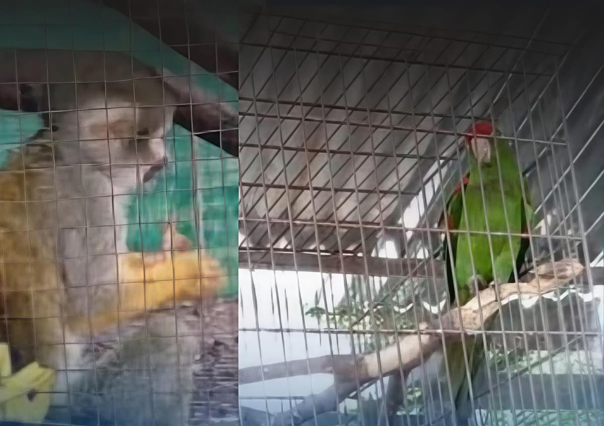 Condenan a dos mujeres por trasladar fauna silvestre en cajas y bolsas en Leoncio Prado
