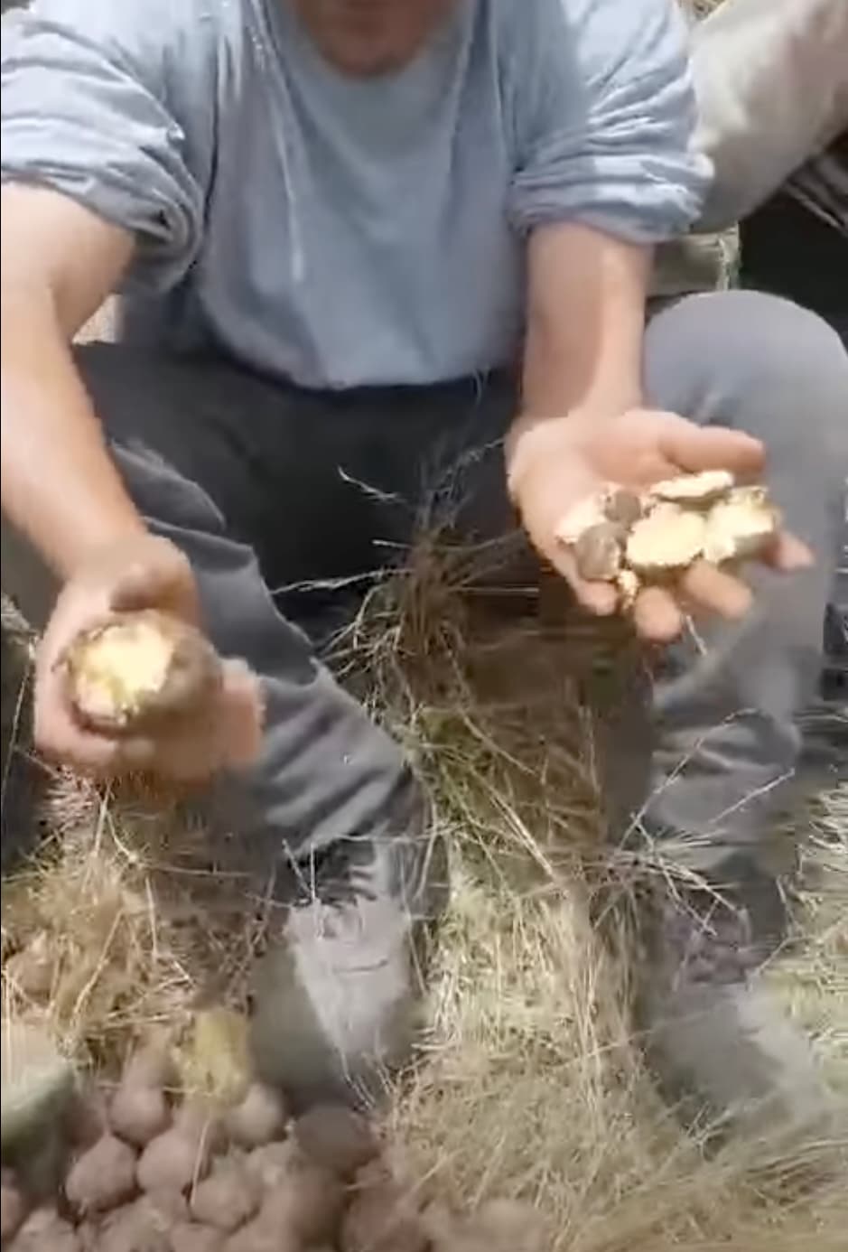 Agricultura desestima denuncias de semillas podridas pese a evidencias de crisis en campaña 2026