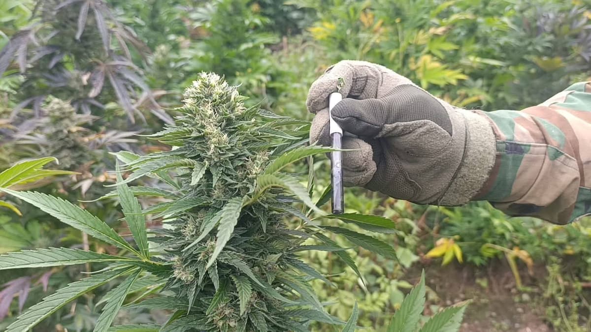 Erradican cultivos de marihuana y destruyen centro de acopio en Huacaybamba