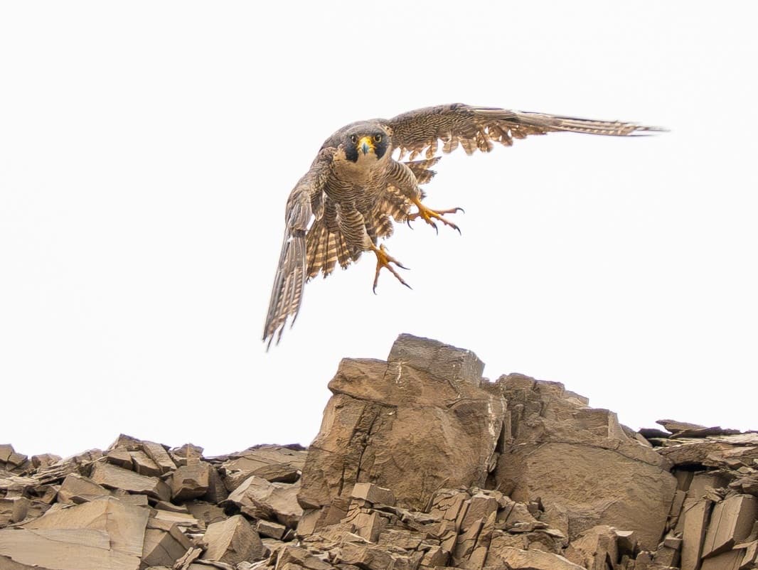El Global Big Day 2026 contabilizó avistamientos de 45 especies en Humedales de Ventanilla