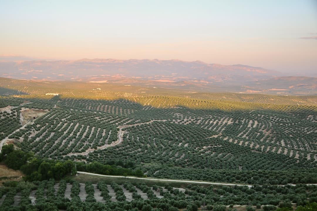 El 'aceite fantasma' tunecino golpea a pequeños productores de oliva en España