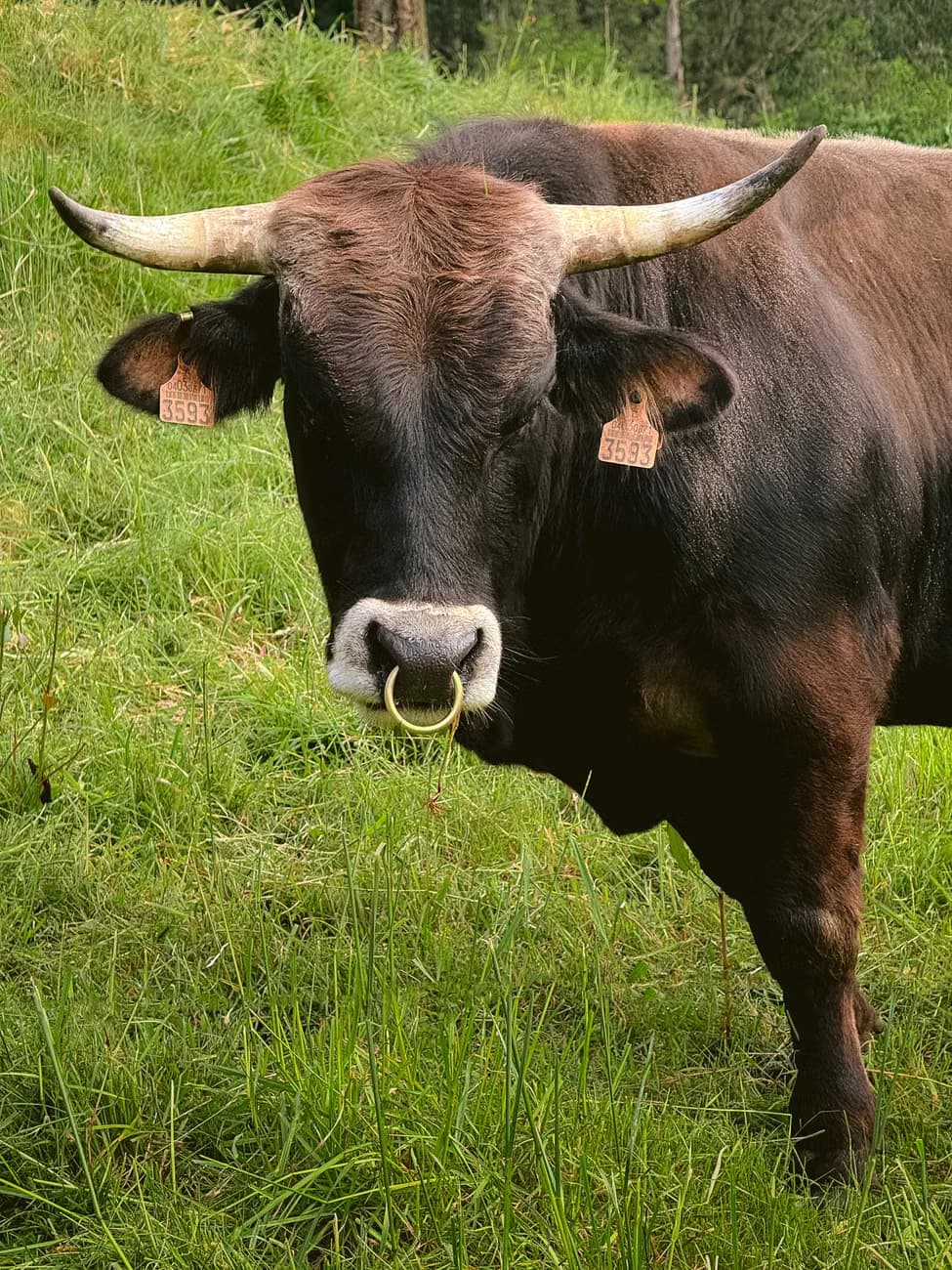 Unión Europea mantiene ayudas para cría del toro de lidia