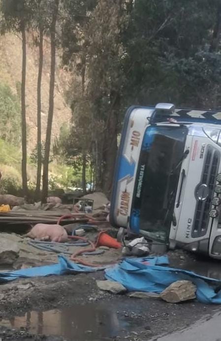 Camión que transportaba cerditos vuelca en la ruta Cerro de Pasco–Huánuco