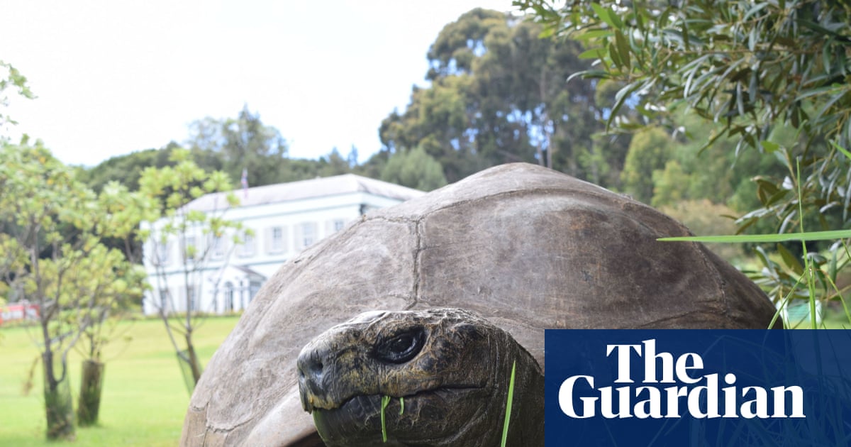 La tortuga más longeva cayó en estafa cripto viral mortal